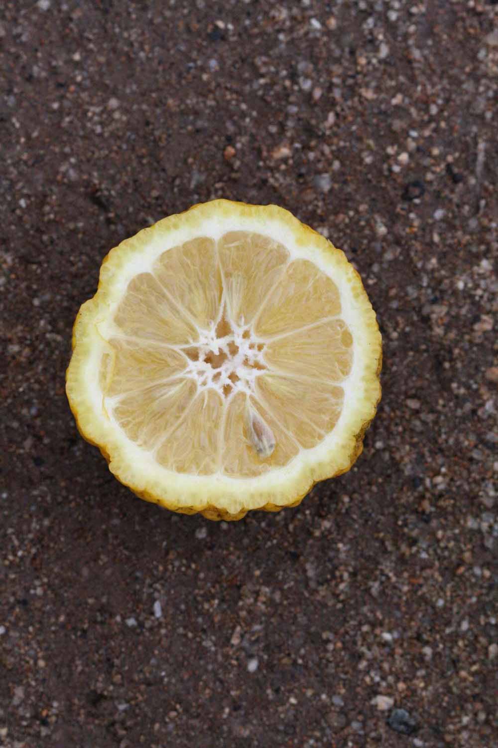            Fruit cross-section (Gomiri, Riverside, CA)   